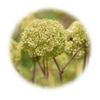 Angelica archangelica